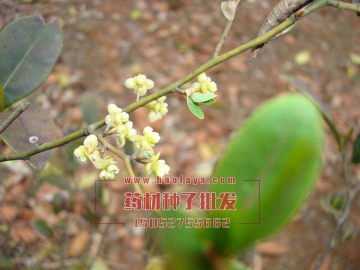 蓽澄茄種植技術(shù)