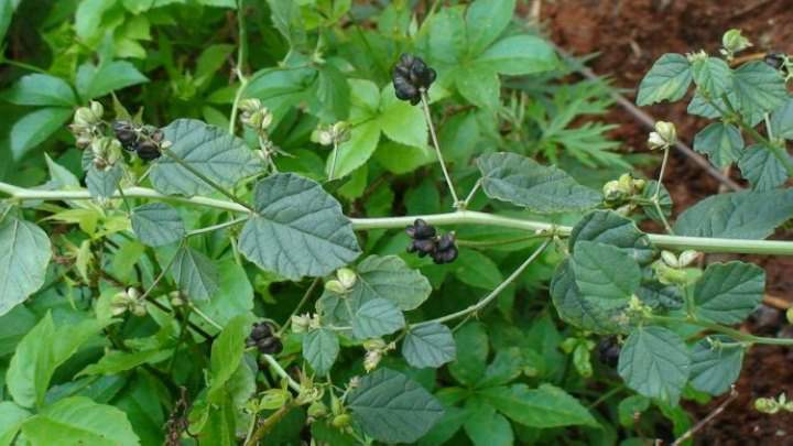 補骨脂播種育苗技術