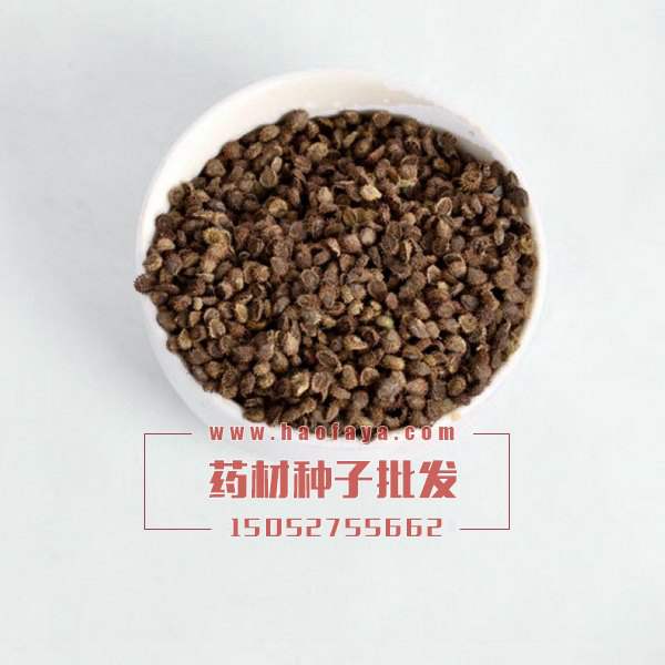 補(bǔ)血草種子