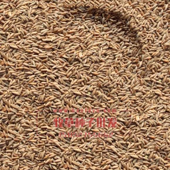 冬牧70黑麥草種子