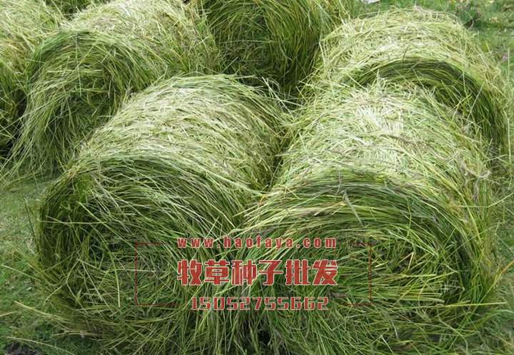 冬牧70黑麥草作為冬季青儲(chǔ)飼料