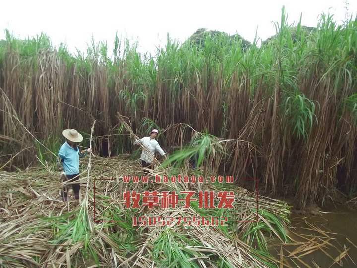 改良皇竹草種子