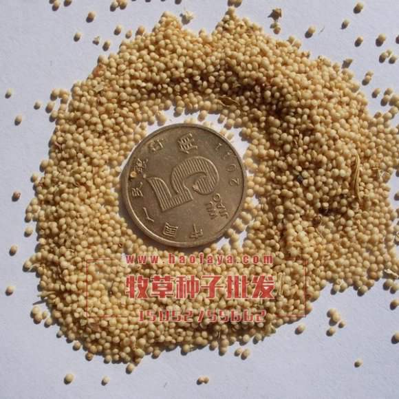 美國籽粒莧種子