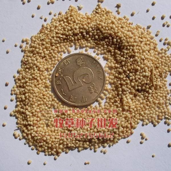 美國籽粒莧種子