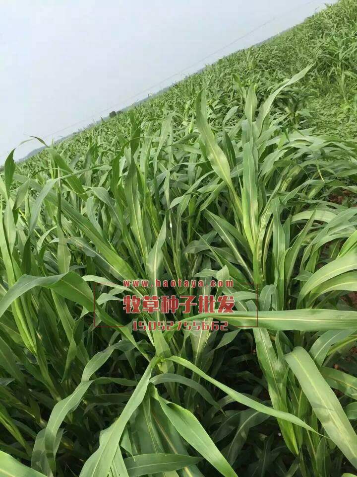 墨西哥玉米草種子