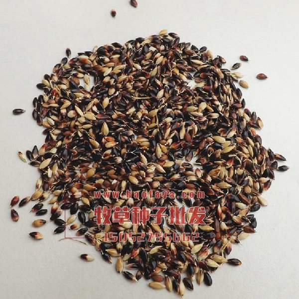 蘇丹草種子