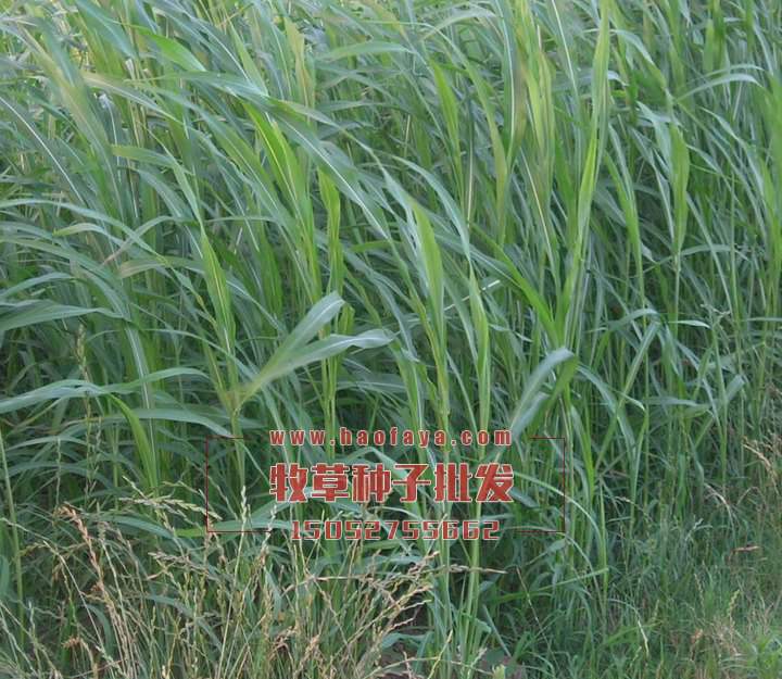 蘇丹草種子批發(fā)