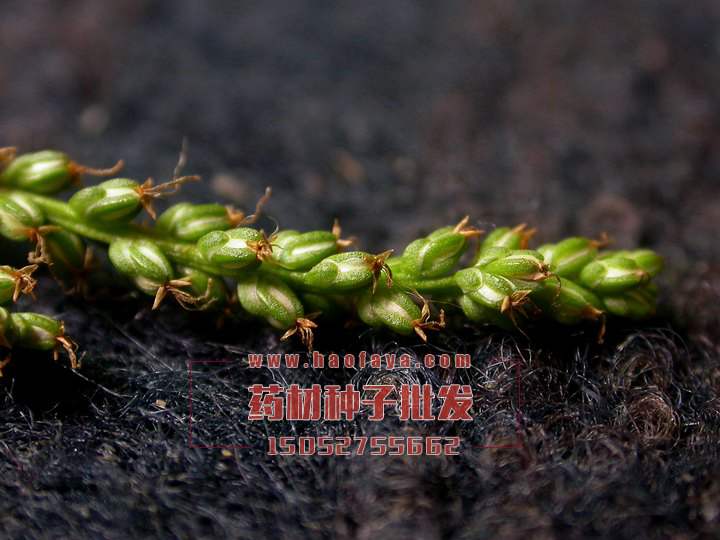 車前草種子批發(fā)