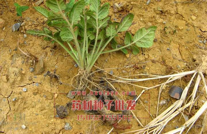 丹參種子栽培