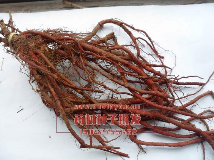 丹參功效與作用