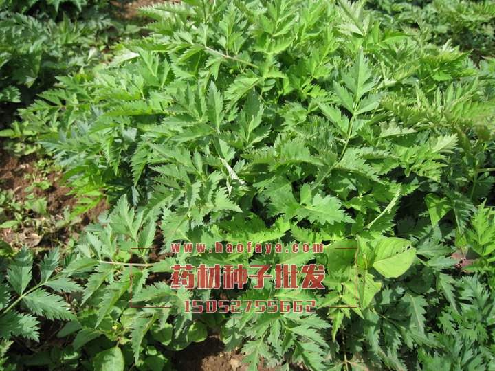 當(dāng)歸種植技術(shù)