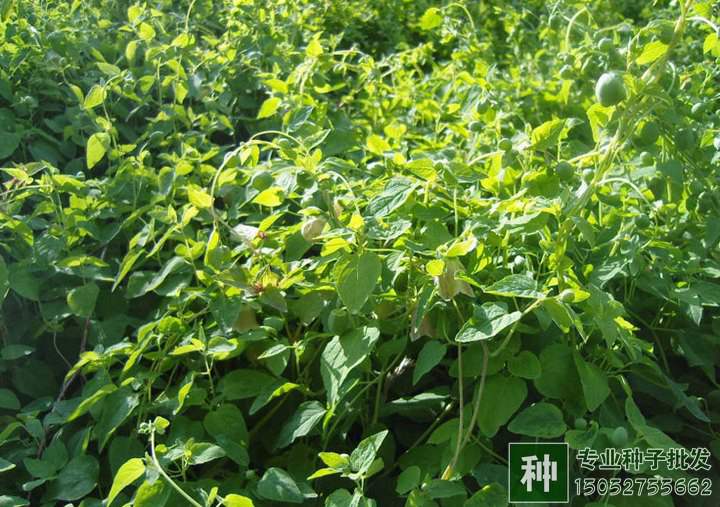 黨參種子價(jià)格