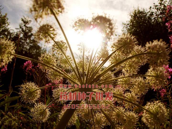 獨(dú)活種子批發(fā)