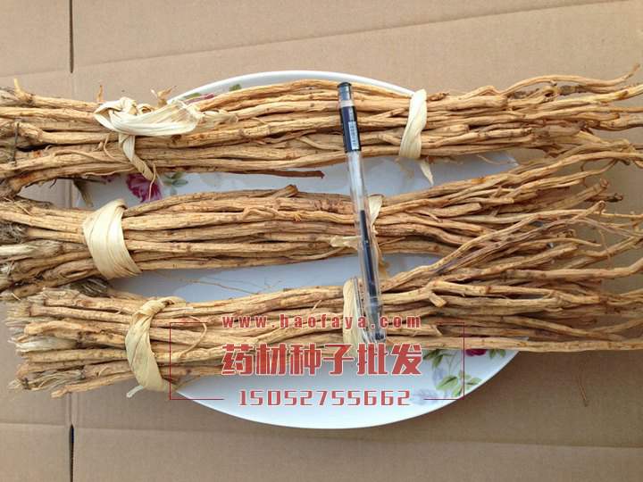 防風種子批發(fā)供應