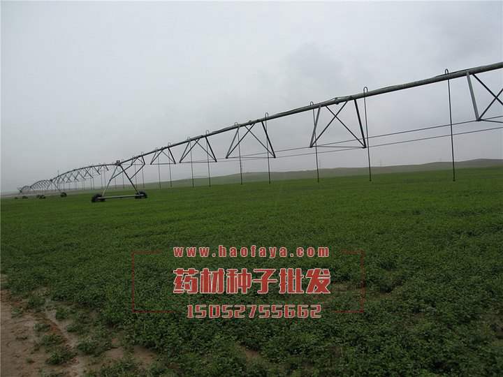 甘草種植技術(shù)