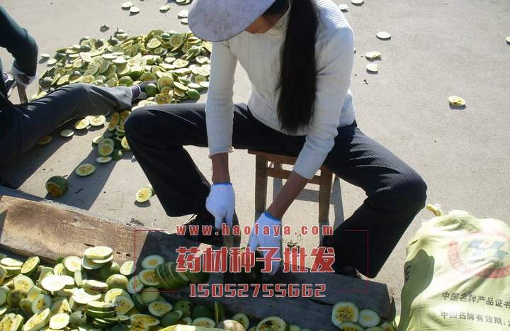 瓜蔞種子批發(fā)