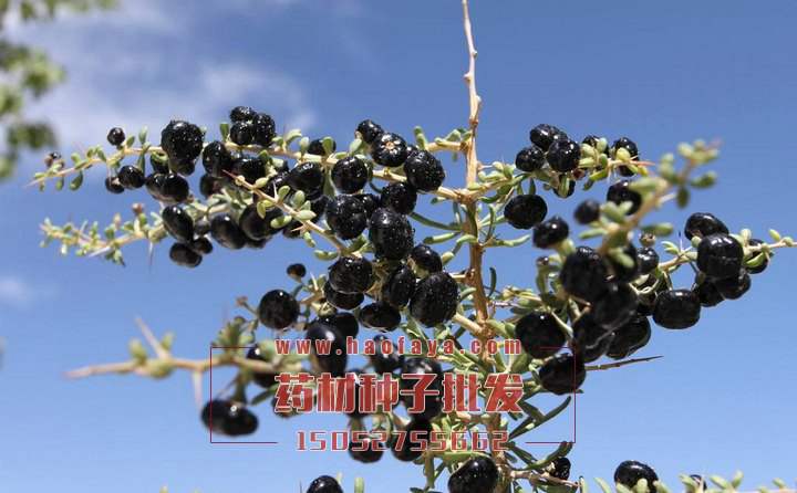 黑枸杞種子
