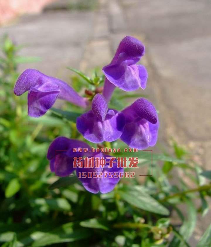 黃芩種子播種栽培技術(shù)