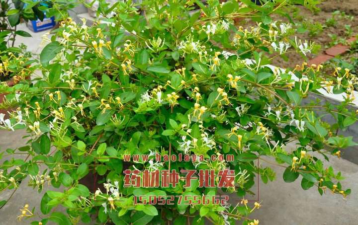 金銀花種子批發(fā)