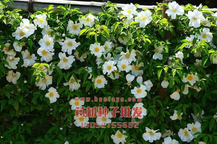 金櫻子種植技術(shù)