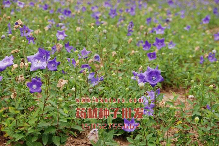 桔梗功效與作用