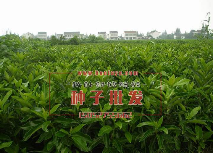 法國冬青種子批發(fā)