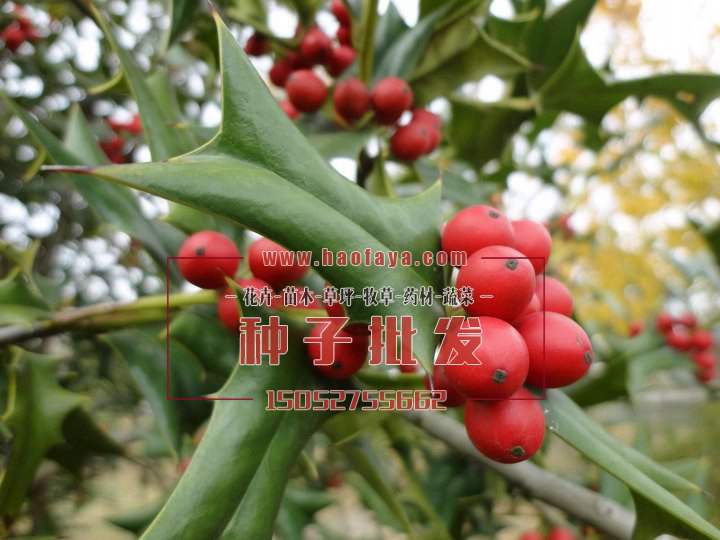 枸骨種子批發(fā)