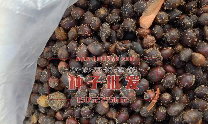 沙藏紅豆杉種子