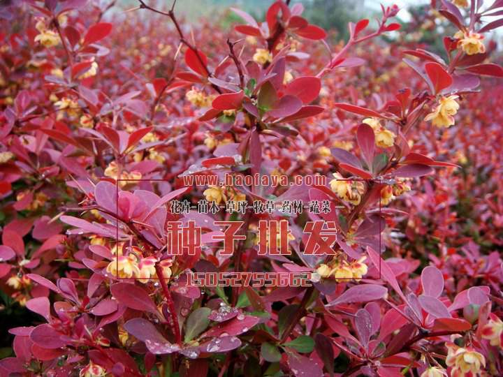 紅葉小檗種子批發(fā)
