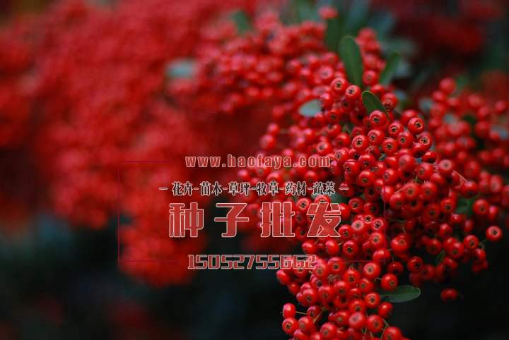 火棘種植技術(shù)