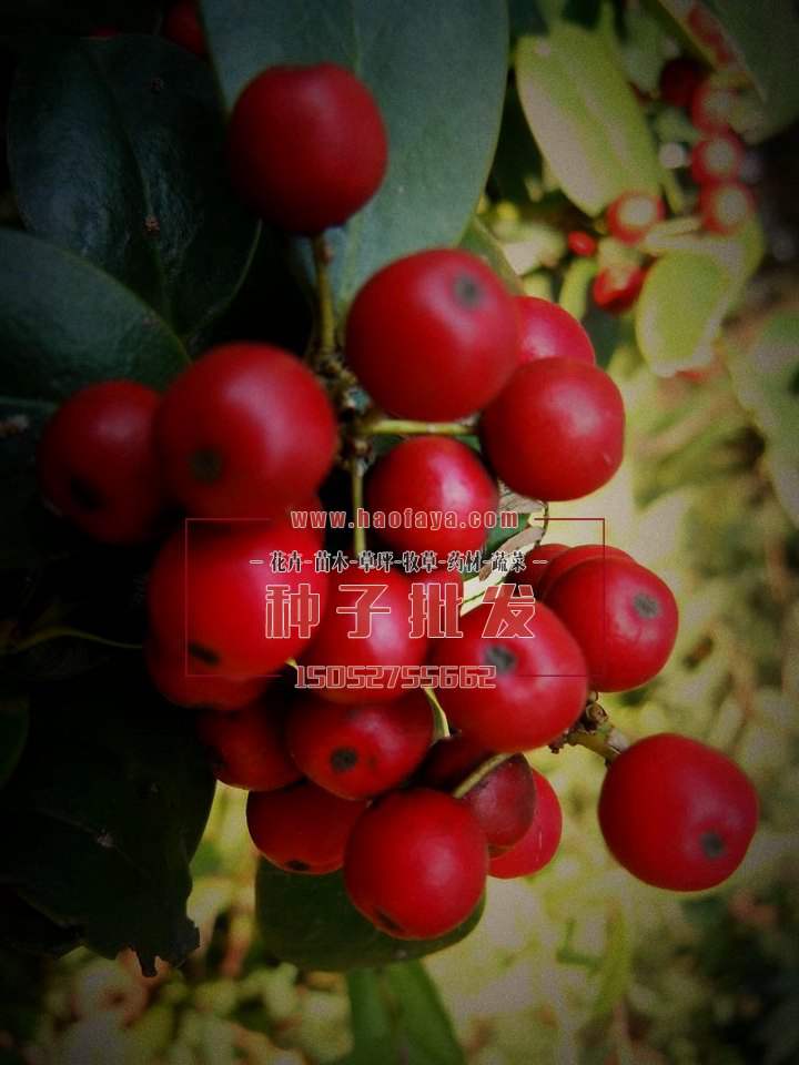 火棘種子批發(fā)