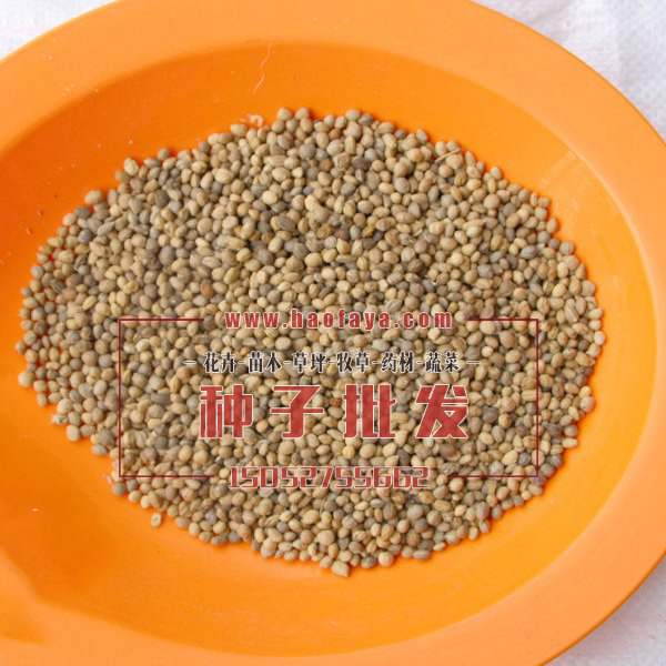 紅王子錦帶種子