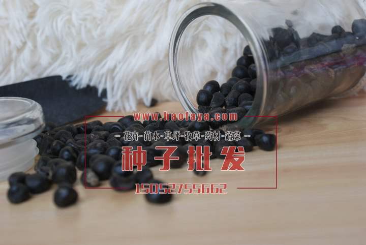 牡丹種子批發(fā)價格