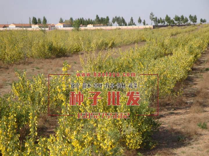 檸條種子批發(fā)