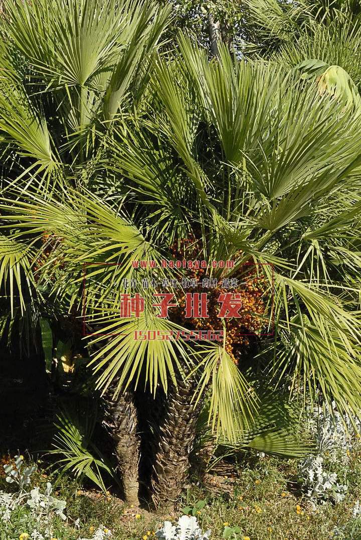 蒲葵種植技術(shù)