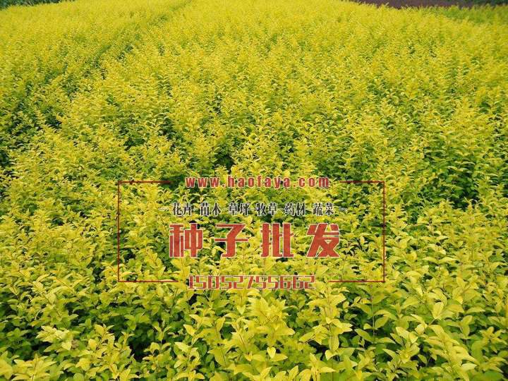 水蠟種植技術(shù)