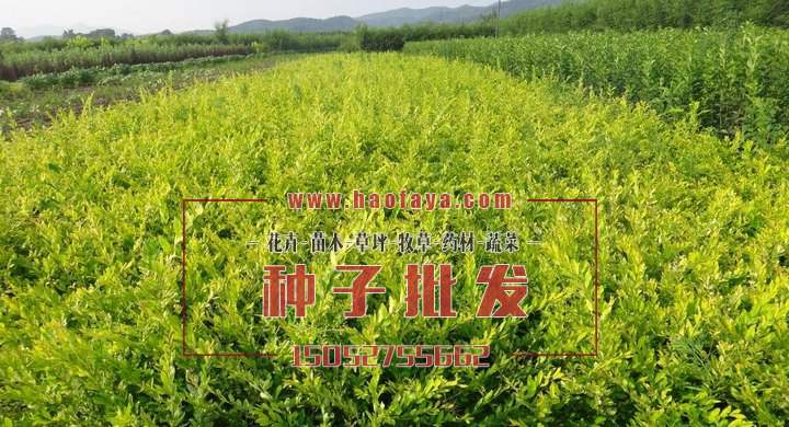 水蠟種植技術(shù)