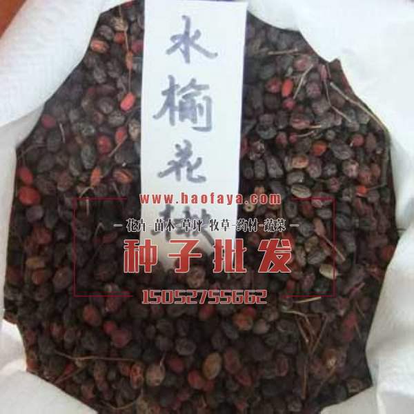 水榆花楸種子