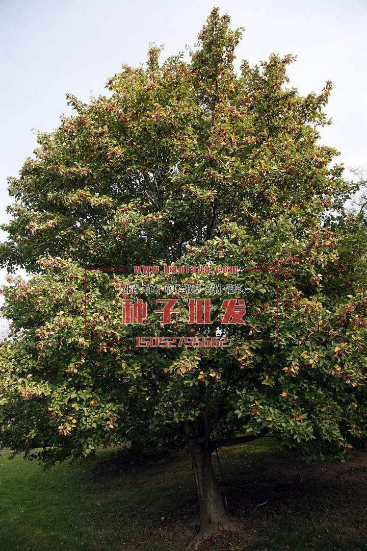 水榆花楸種植技術(shù)