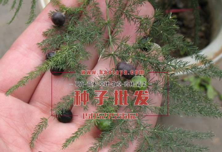 文竹種子批發(fā)