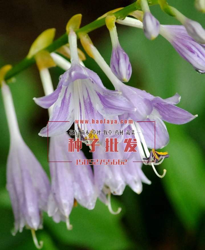 玉簪種植技術(shù)
