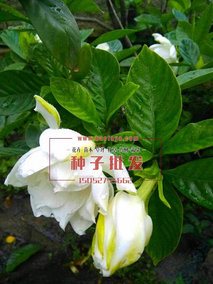 梔子花種子批發(fā)