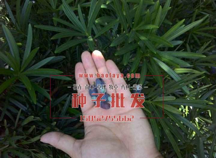 竹柏種子播種種植栽培技術(shù)