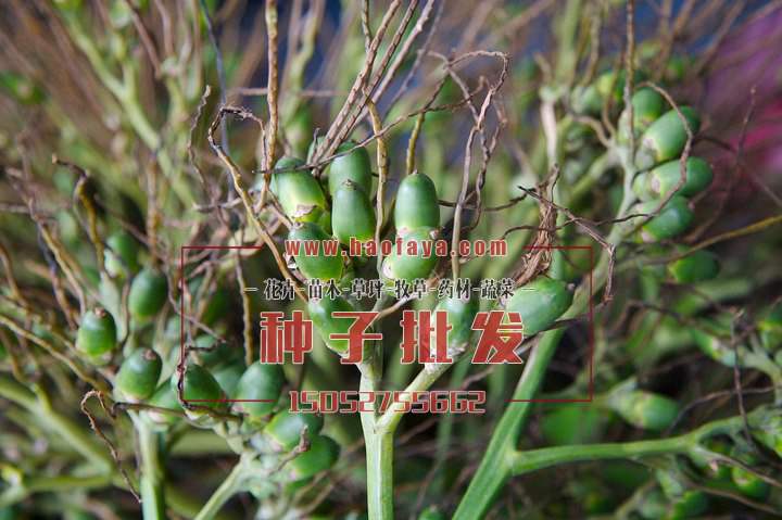 檳榔種植技術(shù)