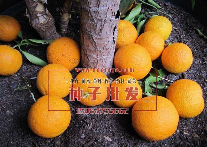 橙子種植技術(shù)