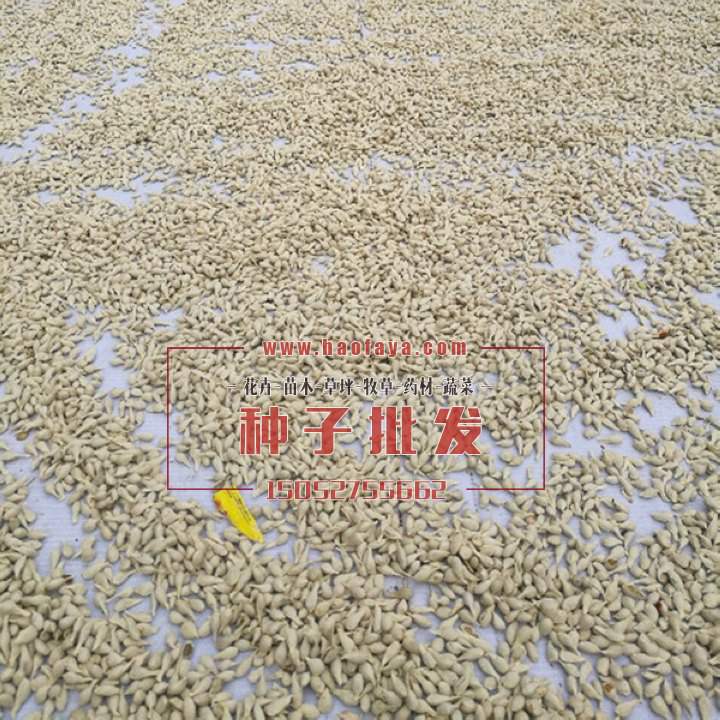 橙子種子批發(fā)