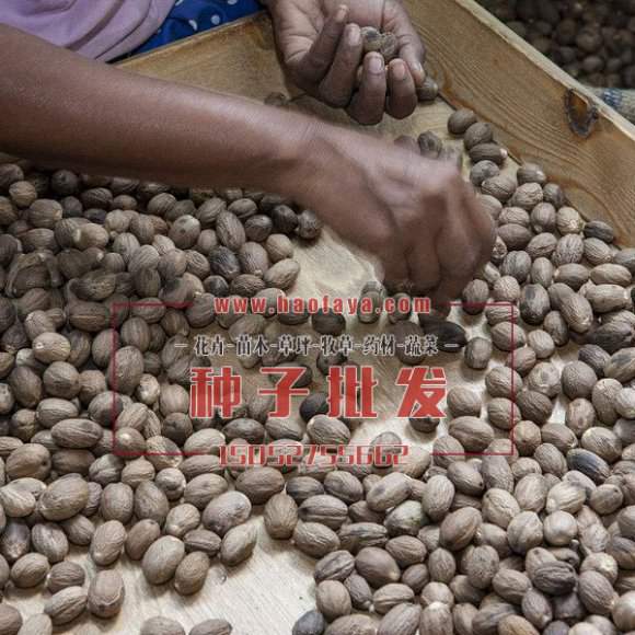 豆蔻種子