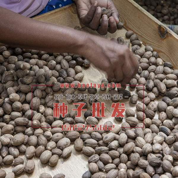 豆蔻種子