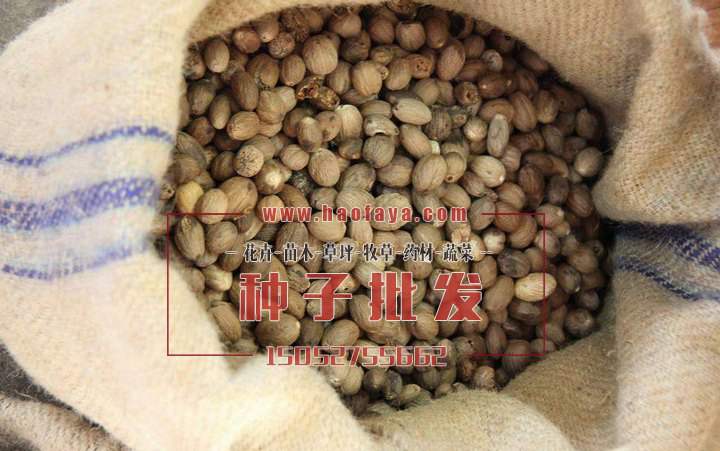 豆蔻種子批發(fā)