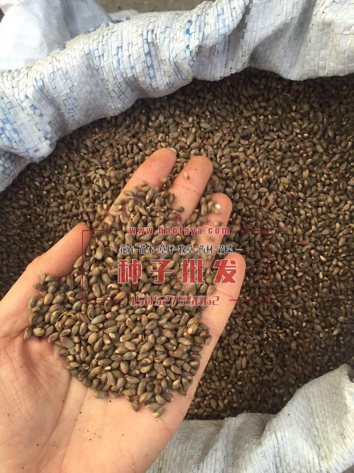 杜梨種子批發(fā)